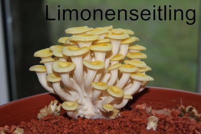 Limonenseitling